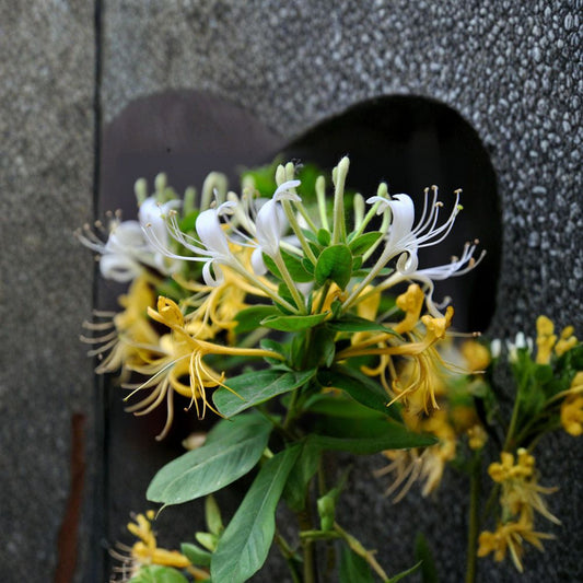 Japanese Honeysuckle Plant – Live Rooted Vine, Fragrant Climbing Plant, Lonicera japonica, Herbal Garden, Bonsai Suitable