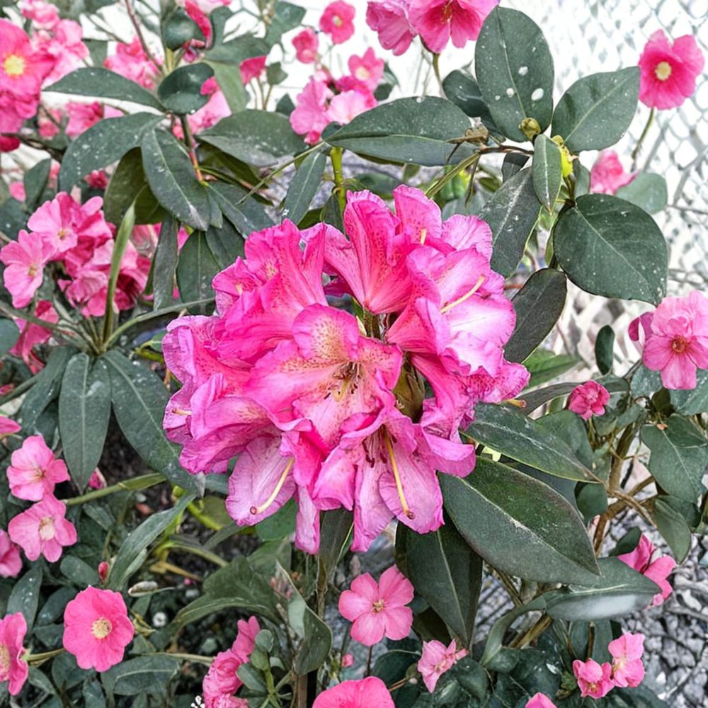 Wissahickon Rhododendron – Evergreen Shrub 12-15" Purple Red Midseason Blooms Field Grown Plant