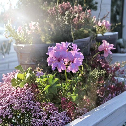 Lavender Ivy Geranium Cuttings – Pelargonium peltatum – 3 Live 6-Inch Trailing Plants with Purple Pink Blooms for Hanging Baskets