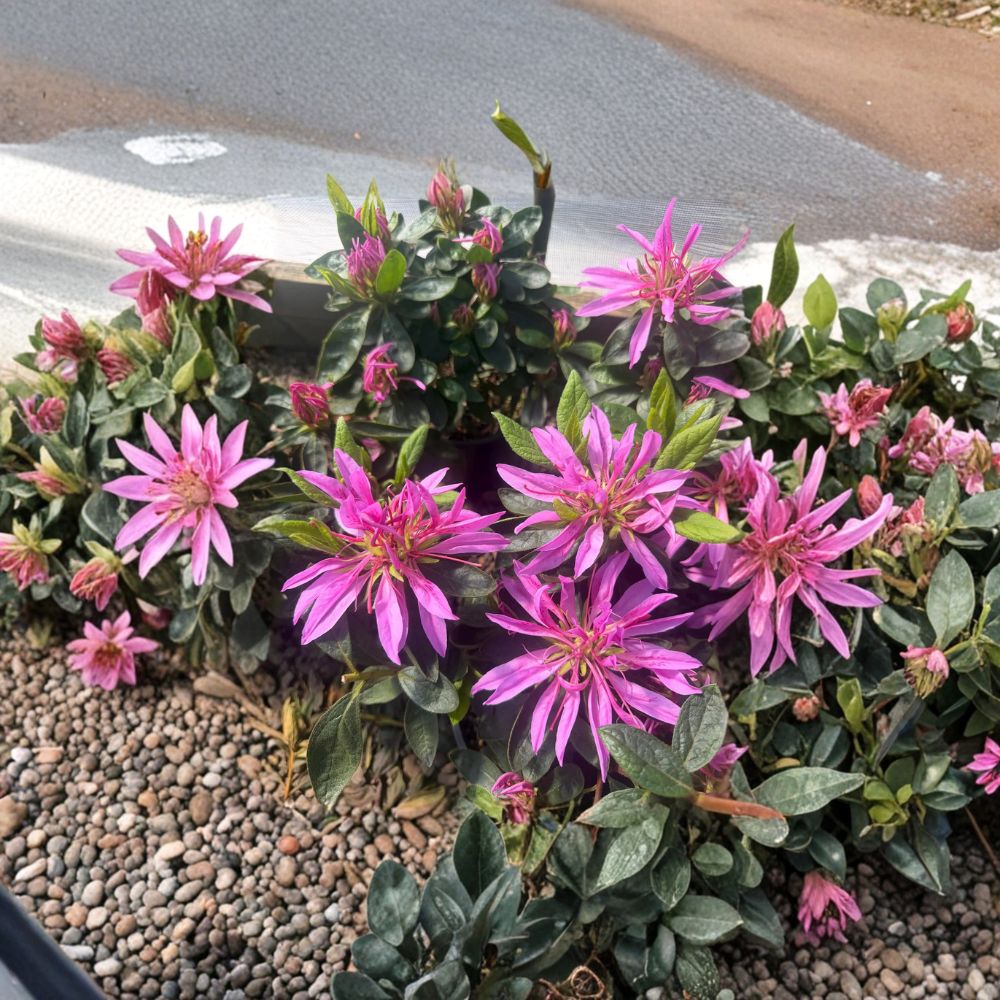 Rhododendron ‘Dragon’ – Rare Evergreen Shrub in #1 Container | Vibrant Purple Pink Blooms | Collector Flowering Plant