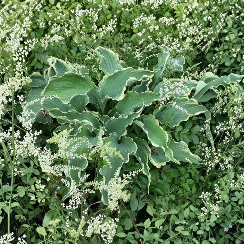 Dancing in the Moonlight Hosta – Live Bare Root Shade Perennial, Ruffled Blue Leaves, Cream White Margins, 3-Inch Starter Plant