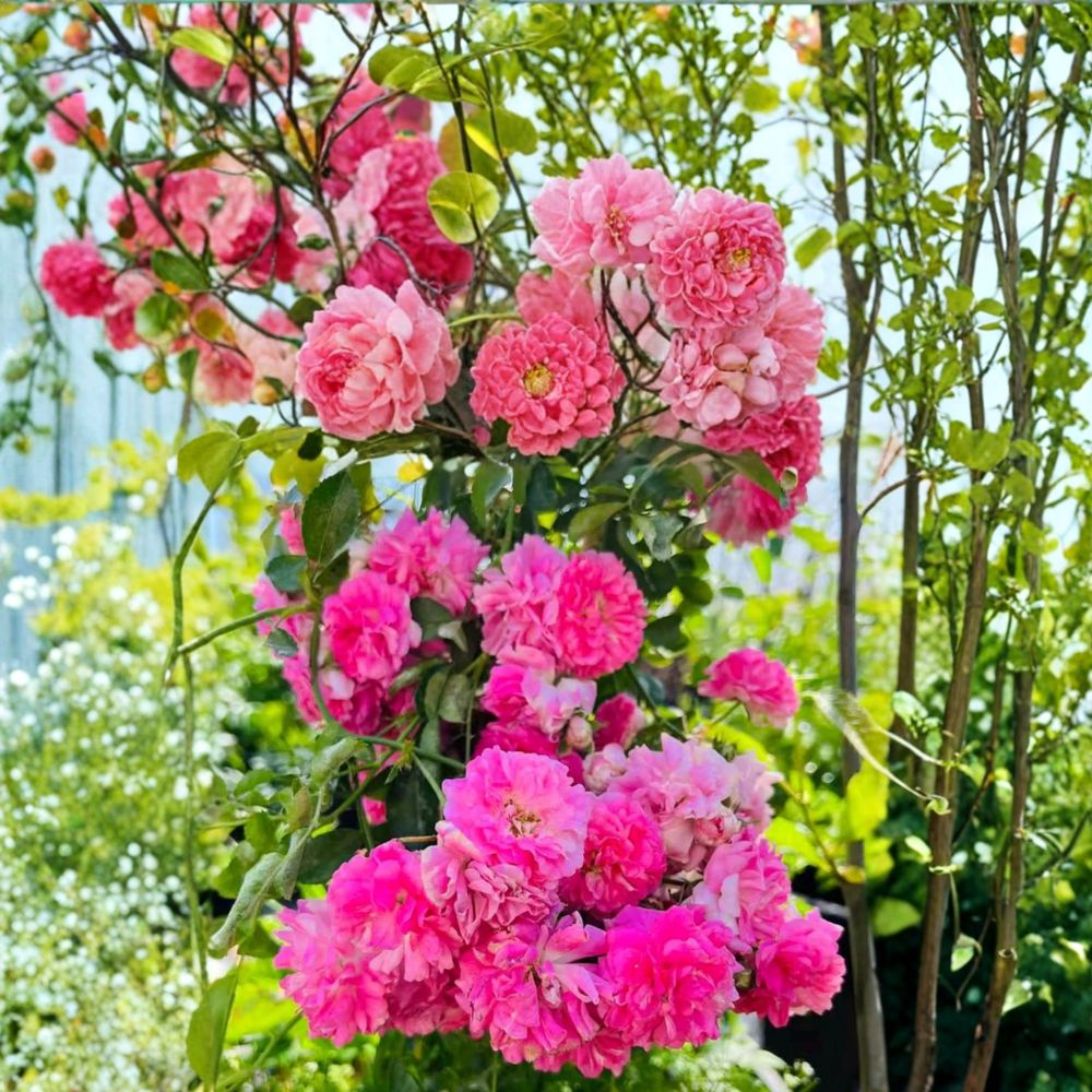 Seven Sisters Rose – Rosa multiflora Climbing Rose in Nursery Pot | Fragrant Pink Blooms, Heirloom Rambler, Cottage Garden Favorite