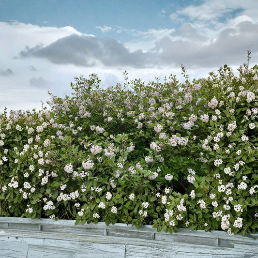 Korean Spice Viburnum – Live Fragrant Flowering Shrub in 1 Gallon Pot | Viburnum carlesii for Garden Landscape, Spring Bloom Plant