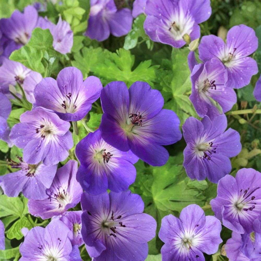 Rozanne Geranium Live Plant – 4.5 Inch Pot – Hardy Cranesbill – Blue Flower Perennial – Ground Cover & Container Plant