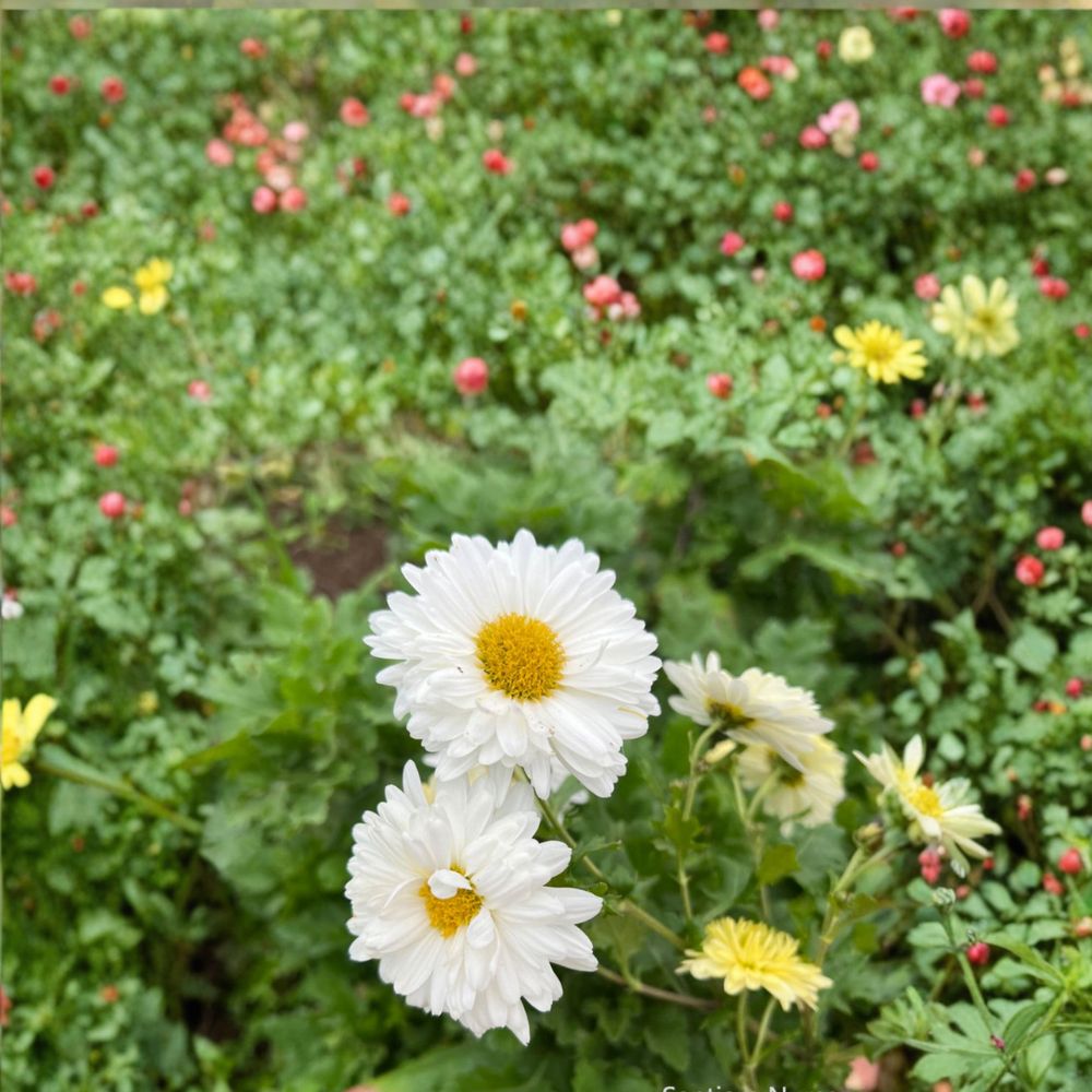 2-Pack Chrysanthemum Tea Mum Plants – Edible Herb with White Flowers, Hang Bai Ju, Chrysanthemum morifolium, Nursery Pots
