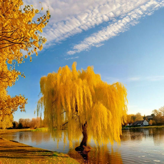 Golden Weeping Willow Tree – Salix alba ‘Tristis’ Live Plant in Nursery Pot, Ornamental Fast-Growing Willow for Garden & Patio