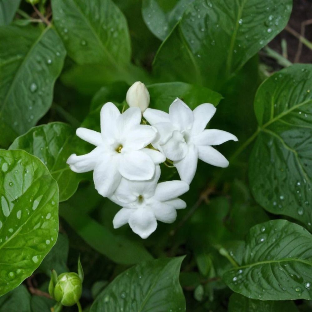 Arabian Jasmine Plant – Jasminum sambac Live Starter in 4" Pot – Fragrant White Blooms for Indoor Outdoor Gardens