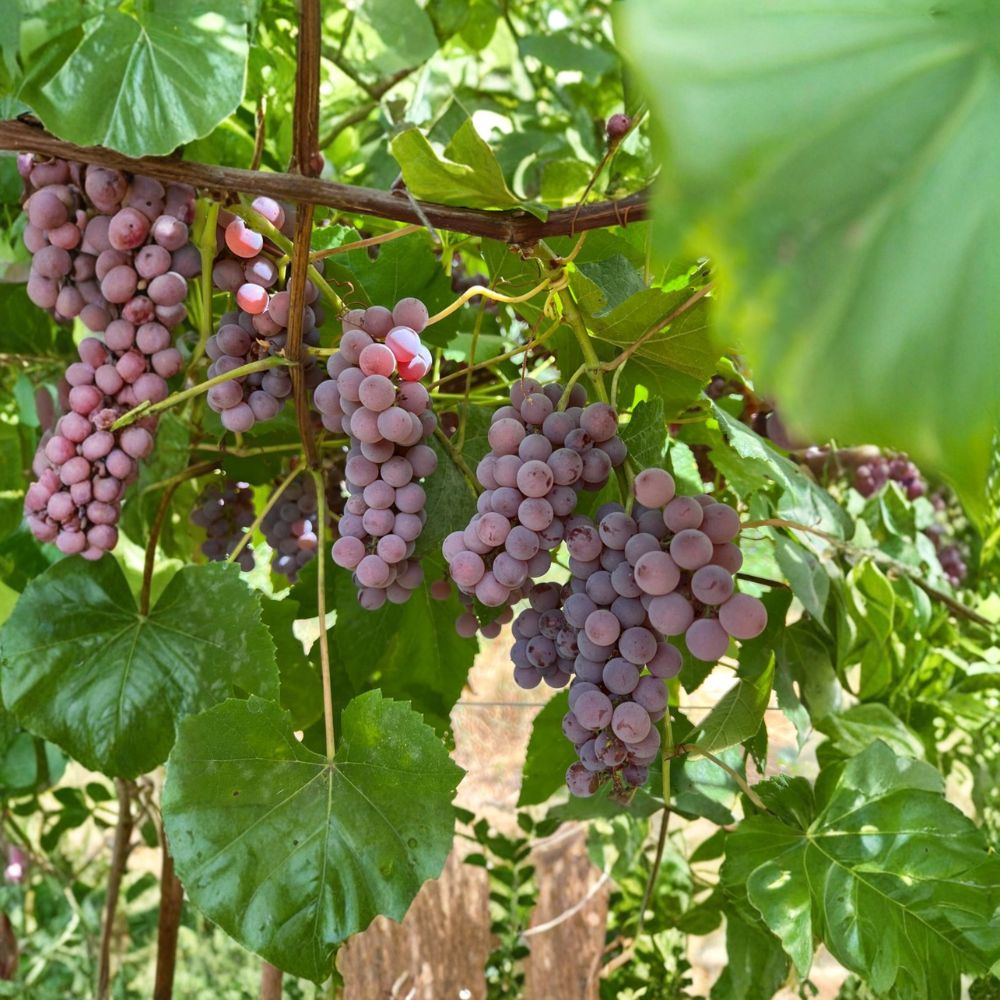 Delaware Seeded Grape Plant – Vitis labrusca Live Vine in Nursery Pot, Early Ripening Red Table Grape for Fresh Eating, Wine & Juice