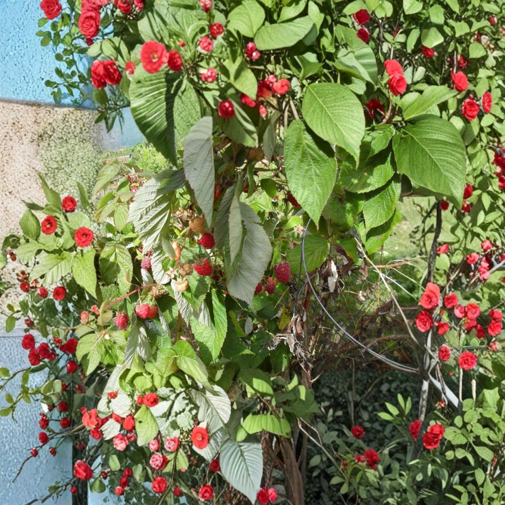 Carolina Raspberry Plant – Live Rooted Everbearing Red Raspberry, Large Sweet Berries, Zones 4–9