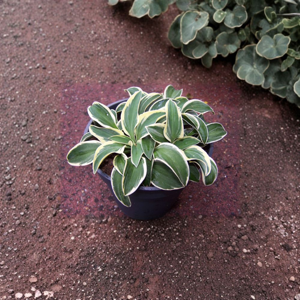 Funny Mouse Hosta – Live Bare Root Miniature Perennial in Blue Green Variegation | Shade Garden or Container Plant