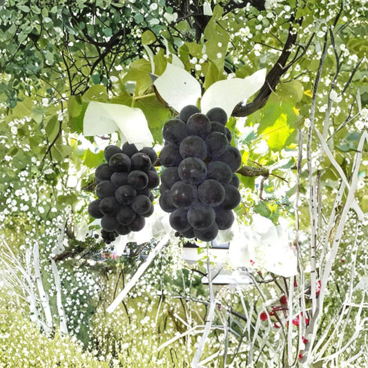 Japanese Fujiminori Giant Table Grape Plant – Vitis vinifera Live Vine in Nursery Pot, Sweet Juicy Fruit, Large Grape Variety