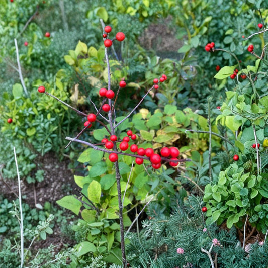 Mary Jo Winterberry Holly Live Female Shrub Quart Pot Ilex verticillata Red Berries Deciduous Holly Plant