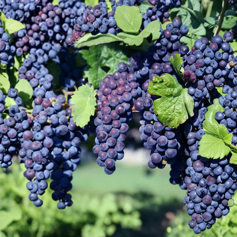 Glenora Seedless Table Grape Cuttings – Vitis labrusca Live Propagation, Sweet, Easy to Grow, US Seller