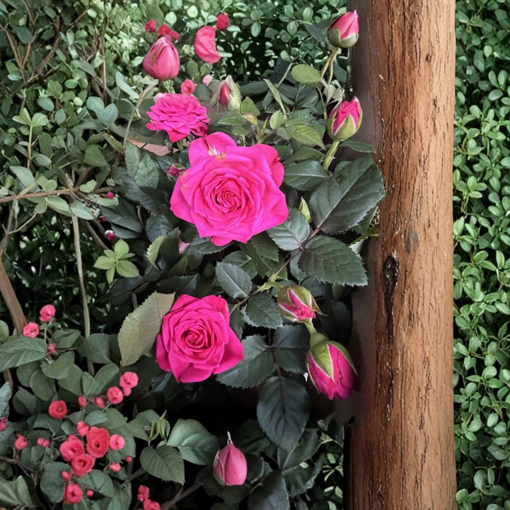Dark Pink Miniature Live Plant – Compact Flowering Indoor Outdoor Garden Starter Plant 4–8 Inches Tall