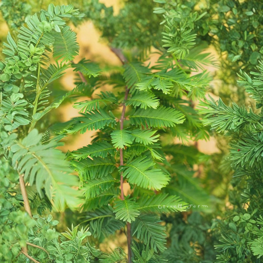 Dawn Redwood ‘Miss Grace’ Weeping Dwarf Metasequoia Collector Tree #1 Container Rare Deciduous Conifer Zones 5–9