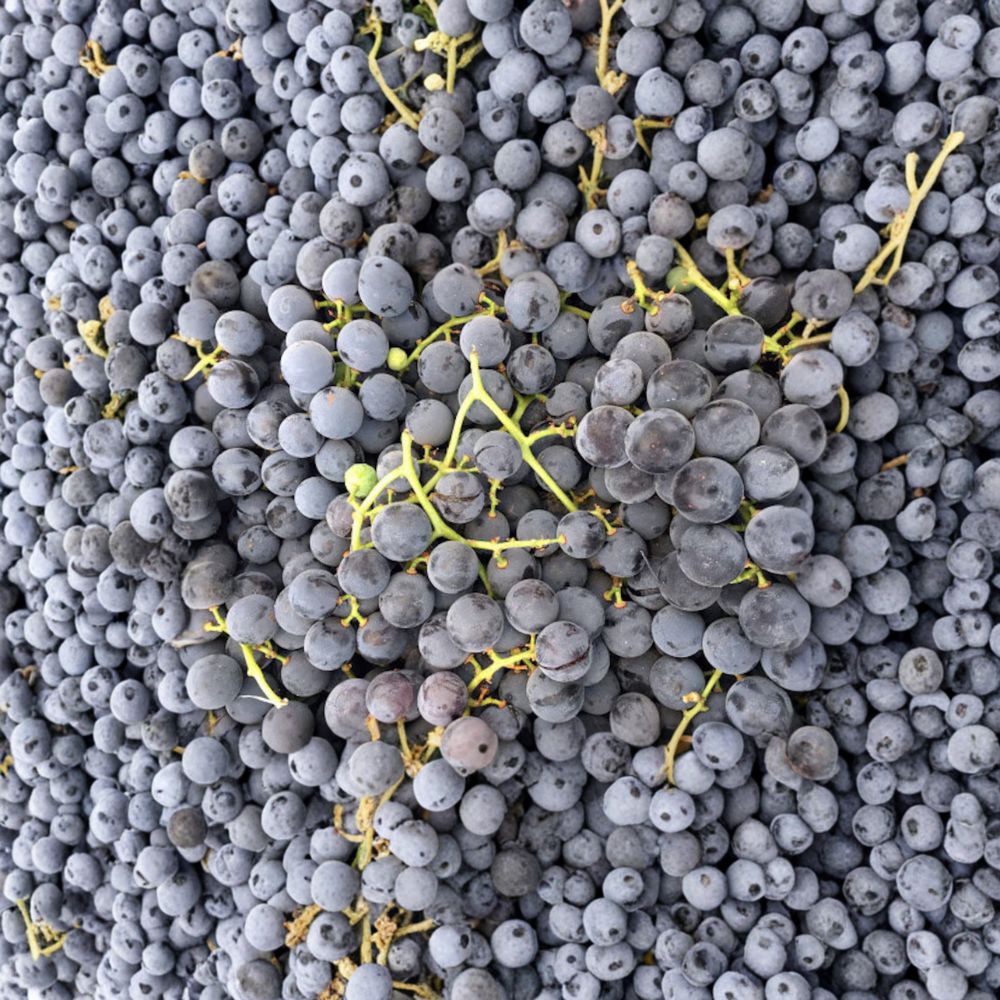 Concord Grape Vine – Live Rooted Purple Blue Grape Plant for Juice & Jelly – Zones 5-9