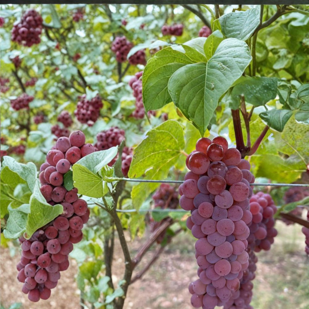 5 Canadice Seedless Grape Cuttings – Vitis labrusca Live Propagation, Sweet Red, Easy to Root, Home Garden, US Seller