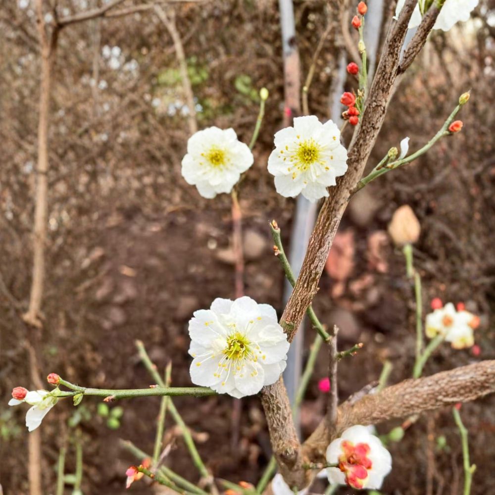 Yudie Ume Tree – Live Flowering Apricot in Nursery Pot with White Double Petal Blossoms – Prunus mume Bonsai Favorite