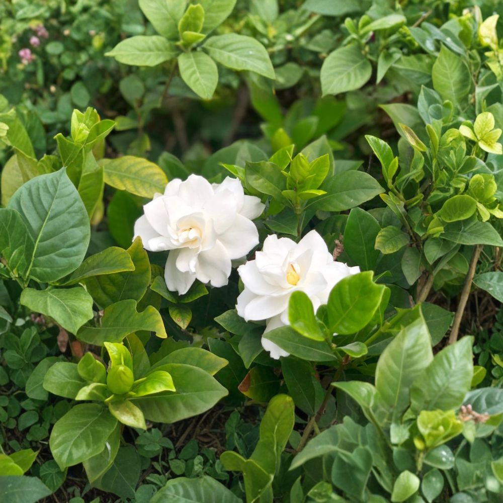White Gardenia Jasminoides Live Plant – Fragrant Evergreen Shrub in Nursery Pot, Glossy Leaves, White Blooms, Cape Jasmine, Gardenia