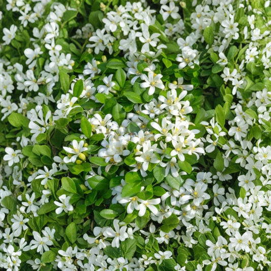 Orange Jasmine Tree – Live Plant 2–3 Ft, Fragrant White Blooms, Tropical Garden, Murraya paniculata, Air-Layered Tree