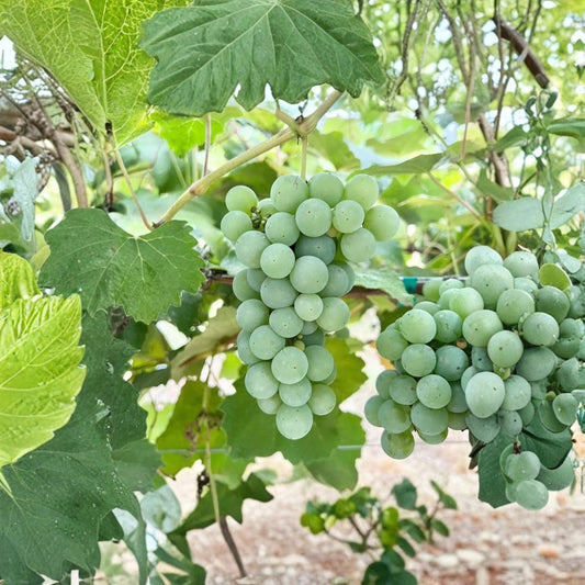 Niagara Grape Cuttings – Vitis labrusca Live Propagation, Sweet White Table & Juice Grape, 5 Pack, US Seller