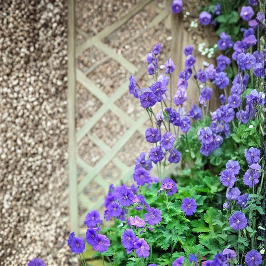 Johnson’s Blue Geranium Seeds – Hardy Cranesbill Perennial, Blue Purple Blooms, Pollinator Friendly, Easy to Grow, 25+ Seeds