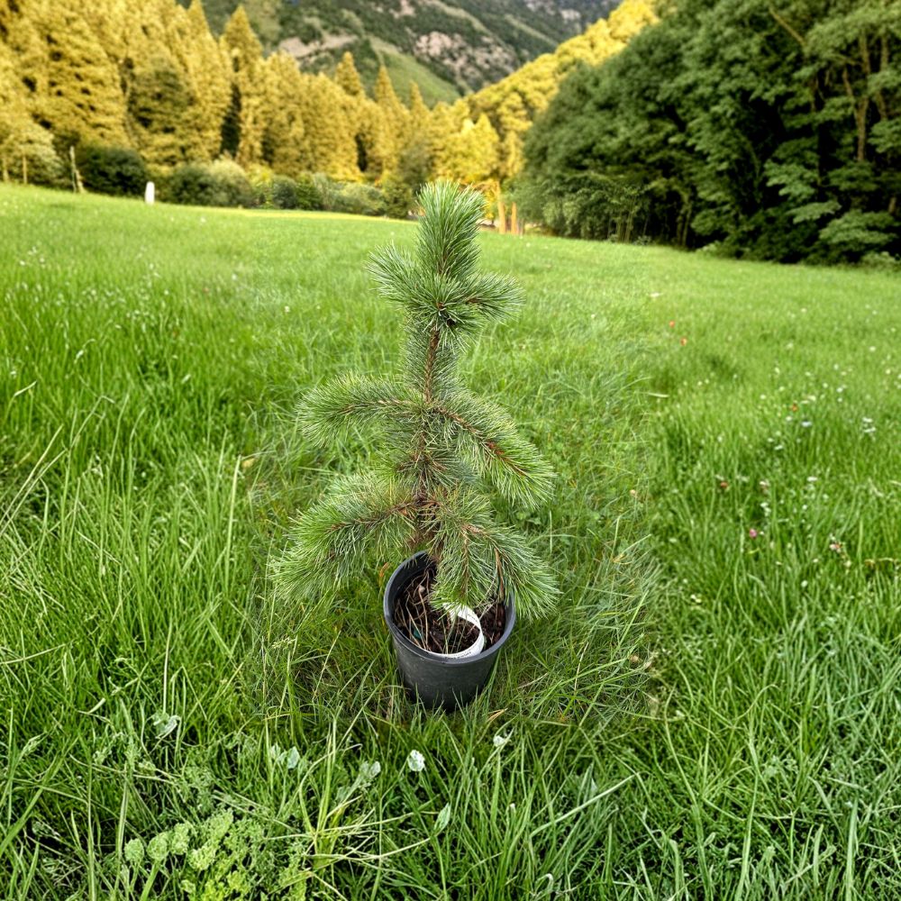 Bristlecone Pine Live Evergreen Conifer 1-Gallon Pot | Pinus aristata Hardy Specimen Tree