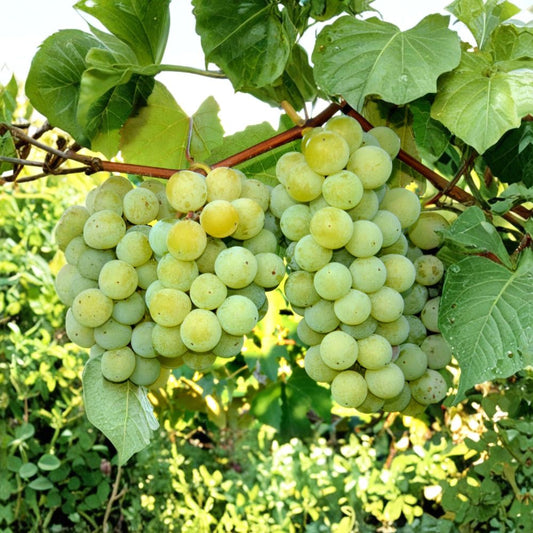 Niagara White Grape Vine – Live Rooted Sweet Grape Plant | Vitis labrusca | Zones 5–8