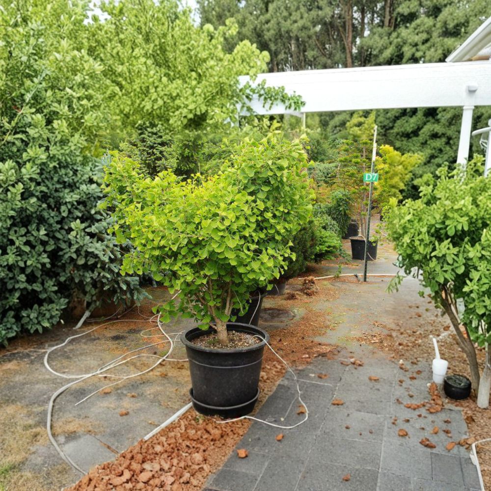 Tschi Tschi Ginkgo Tree – Rare Male Ginkgo biloba in Container – Unique Bark & Golden Fall Foliage – Ornamental Tree for Garden or Patio