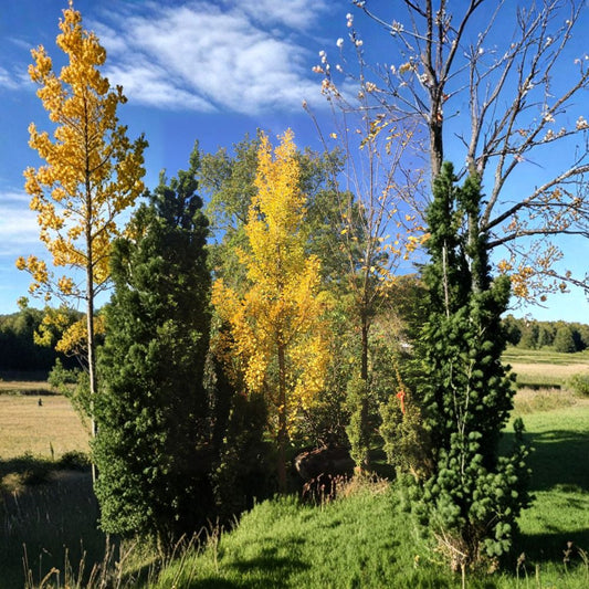 Live Male Ginkgo Tree – Grindstone Columnar Ginkgo, 15 Inch Tall, Narrow Upright Ginkgo biloba, 1 Gallon Pot, Ornamental Landscape Tree