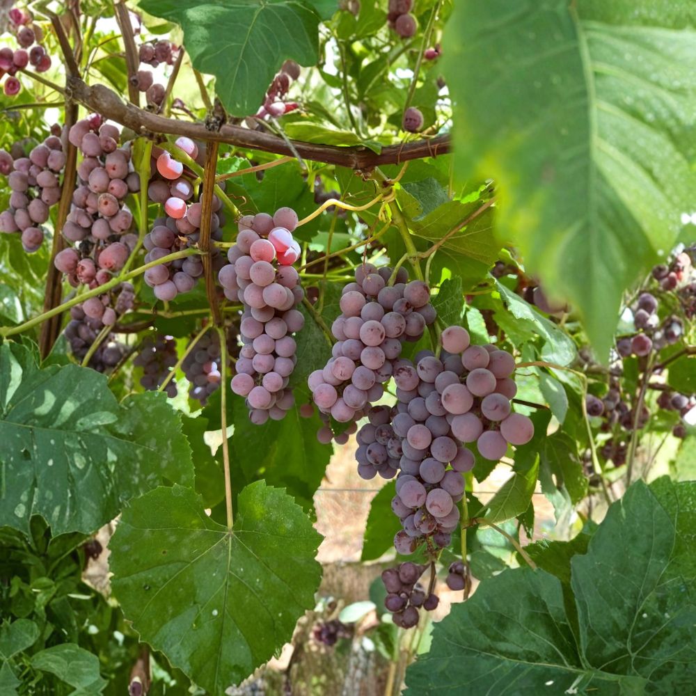 Delaware Grape Cuttings – Vitis labrusca Live Propagation Set for Table & Wine Production | Sweet Red Fruit | US Seller