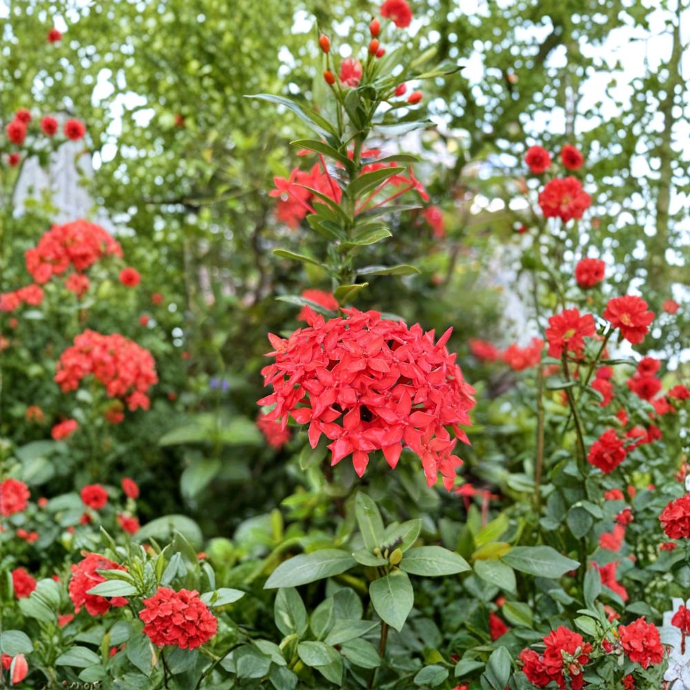 Red Ixora Seeds – Ixora coccinea Tropical Shrub with Bright Red Flowers – Patio & Indoor Garden Plant, 5 Seeds Included