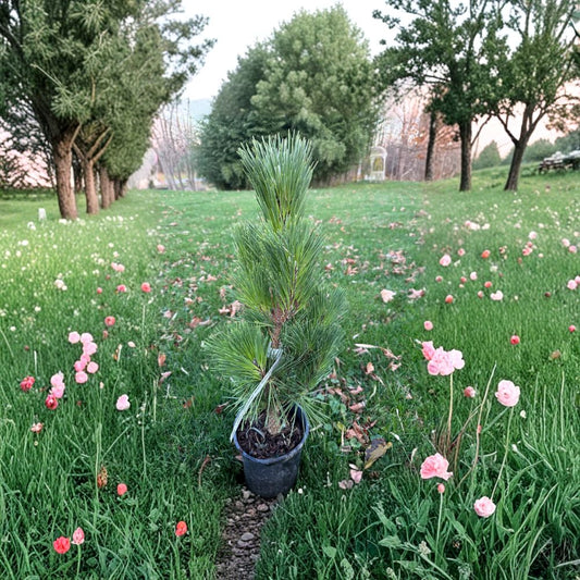 Japanese Black Pine Live Dwarf Conifer Plant – 12 Inch Tall, 1 Gallon Pot, Pinus thunbergii, Compact Evergreen for Garden & Container