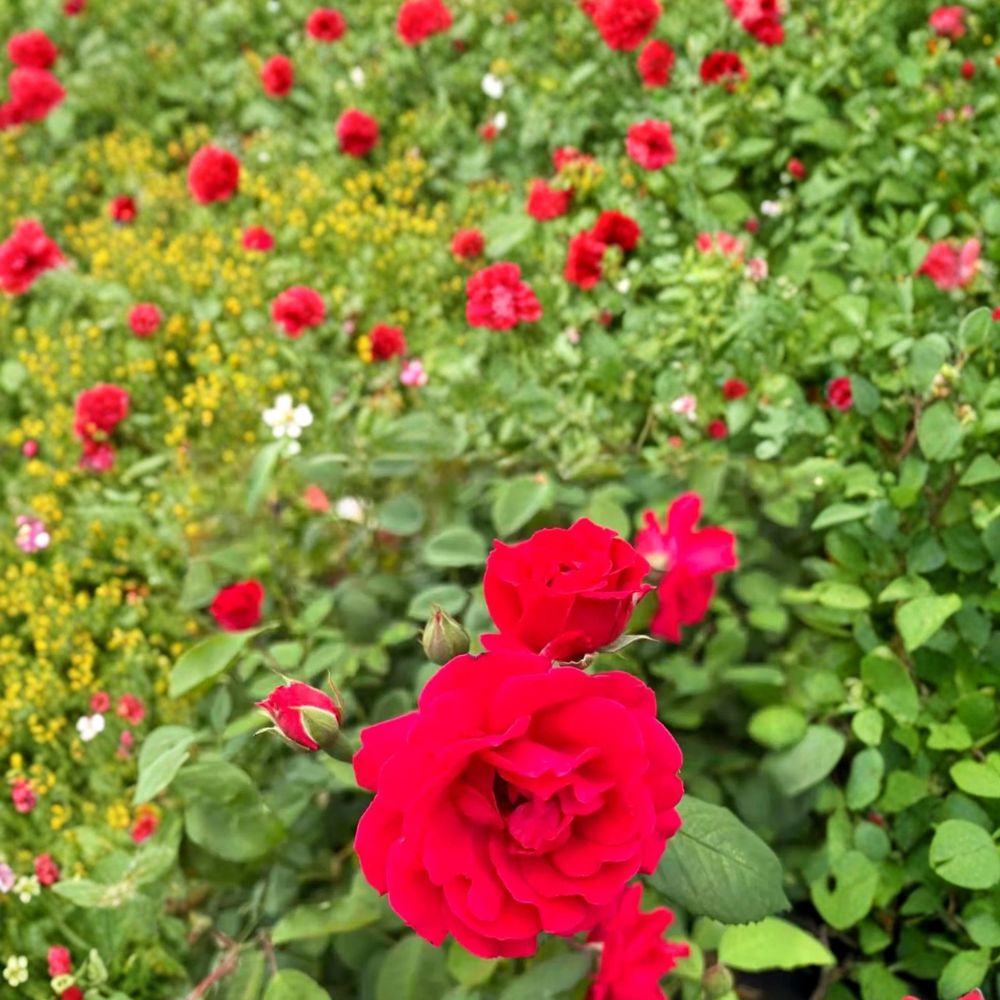 Blaze Climbing Rose in Nursery Pot – Rosa 'Blaze' Live Hardy Red Blooming Climber for Trellis & Arbor