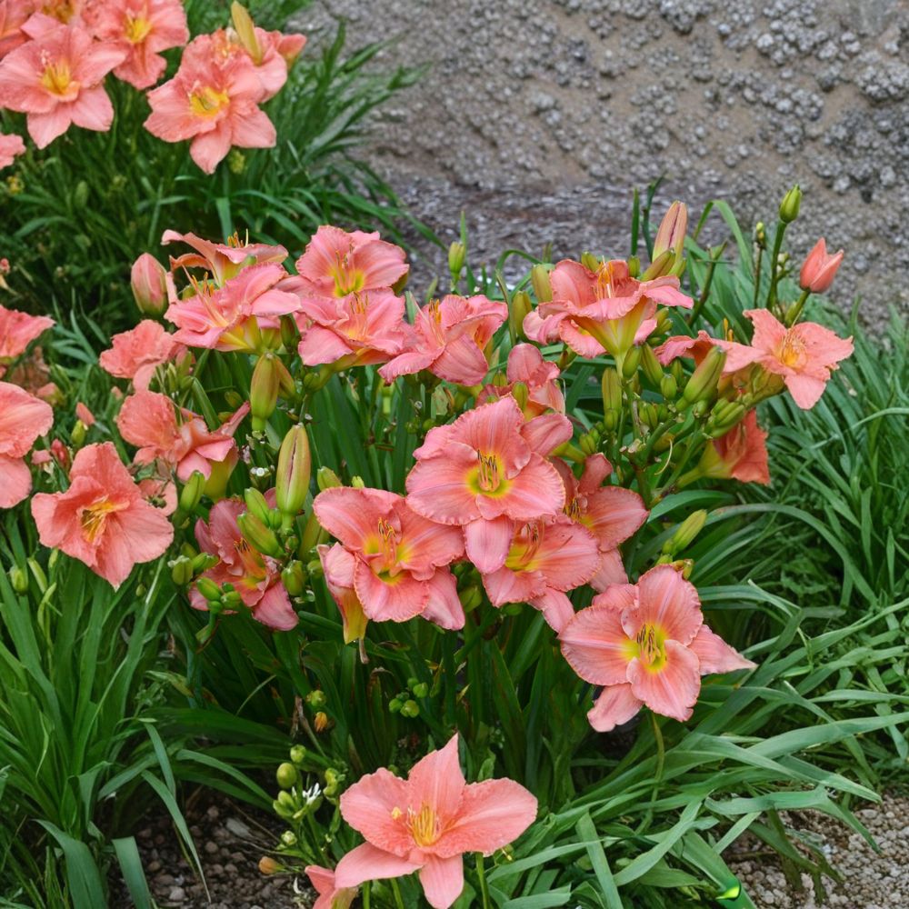 Scottish Fantasy Daylily – 3 Live Bare Root Plants, Coral Pink, Fragrant, Hardy Perennial, Reblooming Hemerocallis Flower