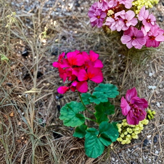 Hot Pink Orange Center Geranium Cutting – Pelargonium Zonal, 6-Inch Live Plant for Patio & Container, Magenta Blooms, Easy to Root