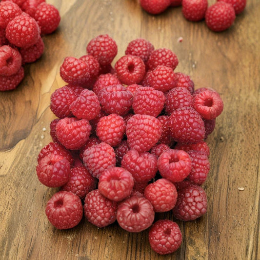 Nova Raspberry Plant – Live Rooted Red Raspberry Cane for Home Gardens | Sweet Midseason Berry | Rubus idaeus