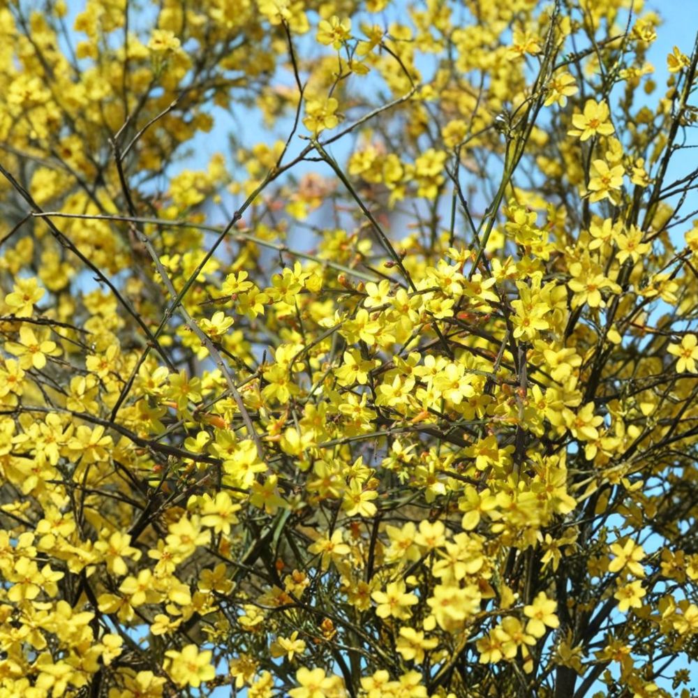 Winter Jasmine Live Plant in Nursery Pot | Jasminum nudiflorum Early Yellow Blooming Vine | Bonsai Starter | 迎春花 黄梅