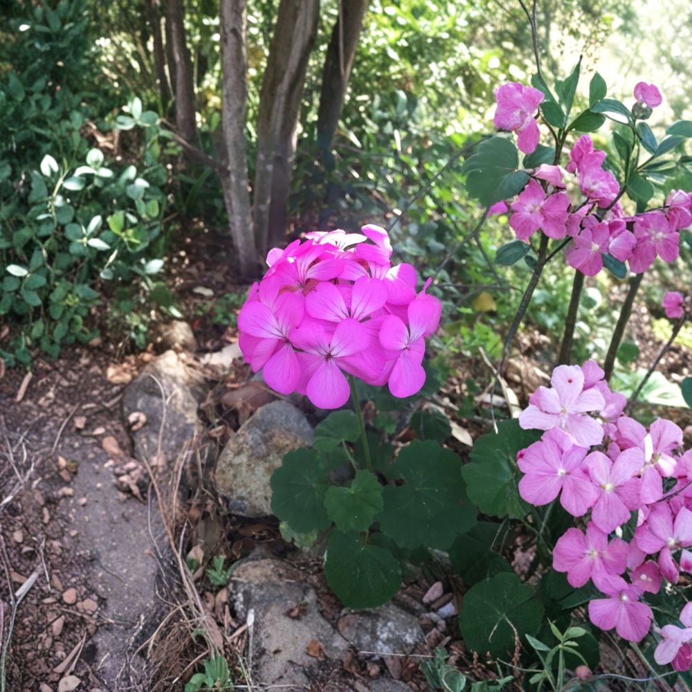 Purple Pink Zonal Geranium Cuttings – Pelargonium Live Plant, 12 Fresh 6-Inch Cuttings with White Center Blooms, Patio & Container Friendly