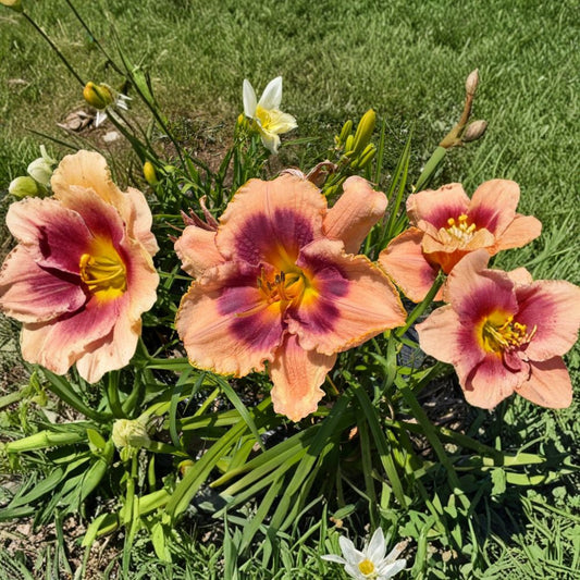 Joe Marinello Daylily Bare Root Plants – Hardy Perennial Flowering Garden Plants, Easy Care Hemerocallis, Vibrant Blooming Flowers (Set of 3)