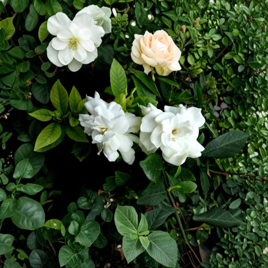 Heirloom Gardenia Plant – Gardenia jasminoides Live Shrub, Fragrant White Blooms, 1 Ft Bare Root, Garden, Patio, Landscaping