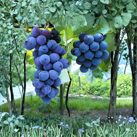 Japanese Kyoho Grape Plant – Vitis vinifera Live Vine in Nursery Pot | Giant Sweet Table Grape Variety