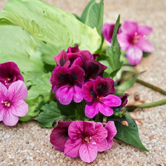 Martha Washington Geranium Seeds – Regal Pelargonium, Fancy Flower Blooms, Container & Patio Plant, Easy to Grow, 25+ Seeds