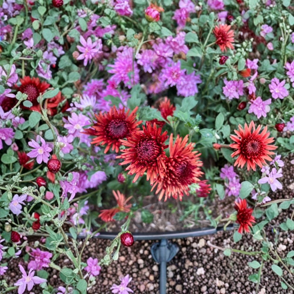 2-Pack Autumn Ruby Chrysanthemum Plants – Live Perennial Flowers in Nursery Pots, Deep Red Blooms, Cold Hardy Garden Mums, Chrysanthemum morifolium
