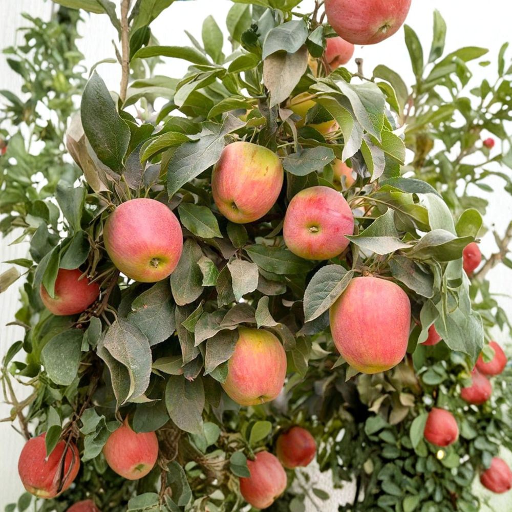 Dwarf Apple Tree – Live Bare Root 32–36 Inches – Malus domestica Sweet Crisp Red Apple Variety for Small Gardens