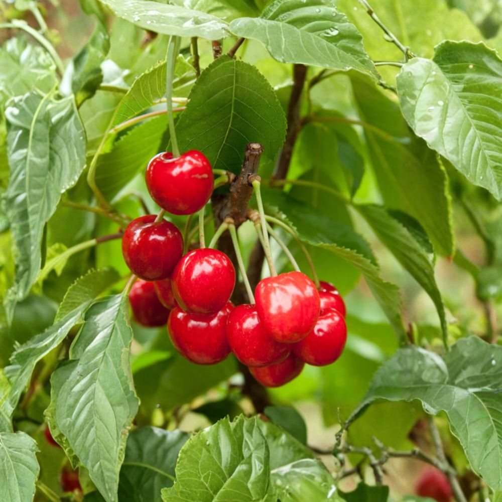 Red Bush Cherry Plant – Live Rooted Tart Cherry Shrub JOY JOEL or JAN Variety for Zones 3–8