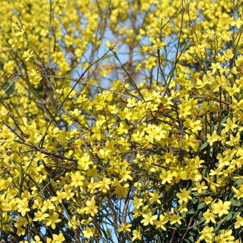 Winter Jasmine Live Plant – 1 Gallon Nursery Pot, Yellow Blooming Vine, Jasminum nudiflorum, Early Spring Flowering Bonsai Starter