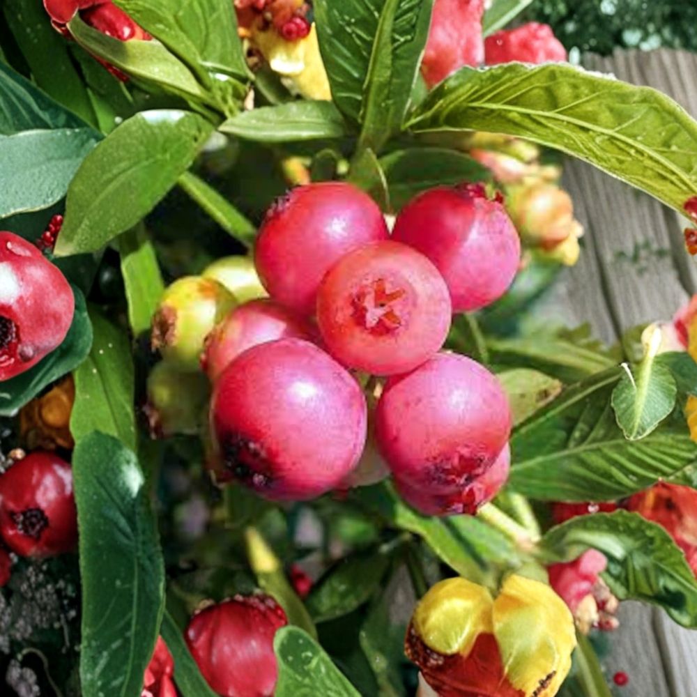 Blueberry ‘Pink Lemonade’ Live Berry Bush – Pink Fruiting Edible Landscape Shrub in #3 Container