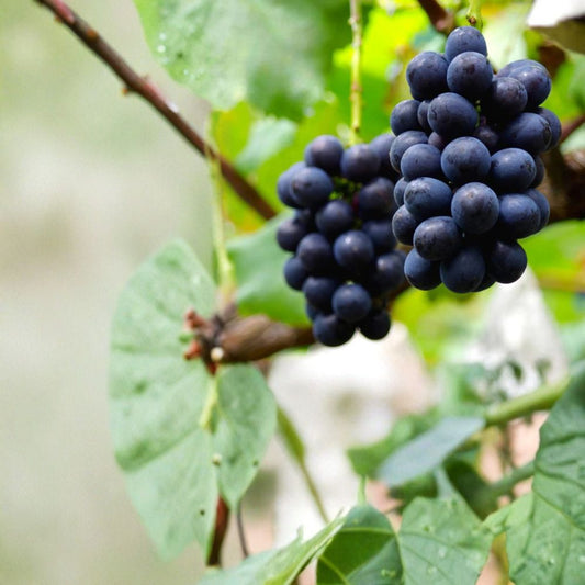 Nagano Purple Seedless Grape Cuttings – Vitis vinifera Live Propagation, Japanese Table Grape, Premium Longan Purple, US Seller