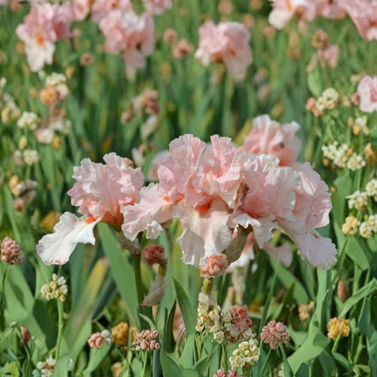 Lenora Pearl Bearded Iris – 3 Live Rhizomes, Reblooming Pink Flowers, Hardy Perennial Garden Plant, Border Iris, #1 Grade